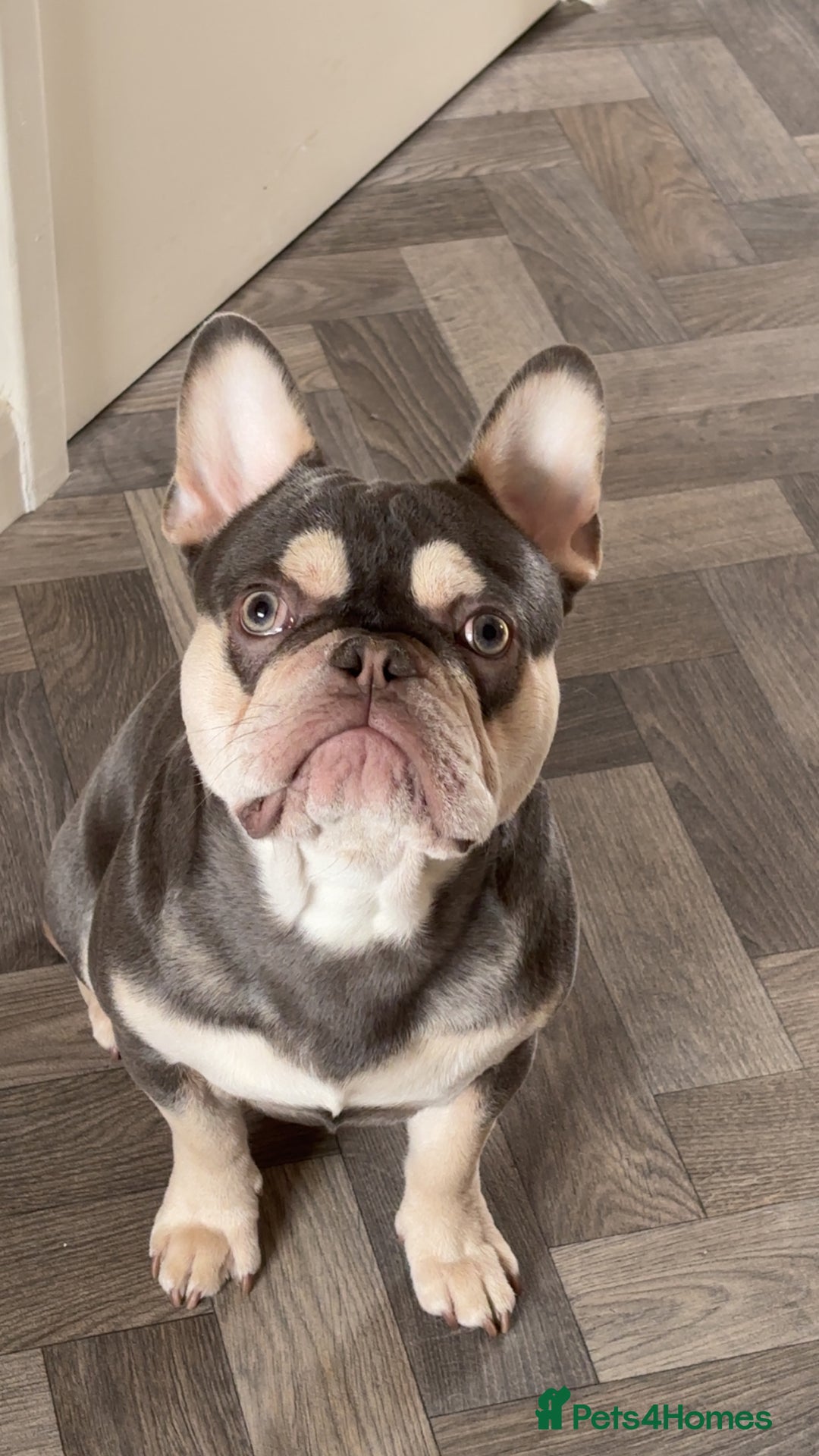 French Bulldog dogs for sale: FrenchBulldog  - Image 4