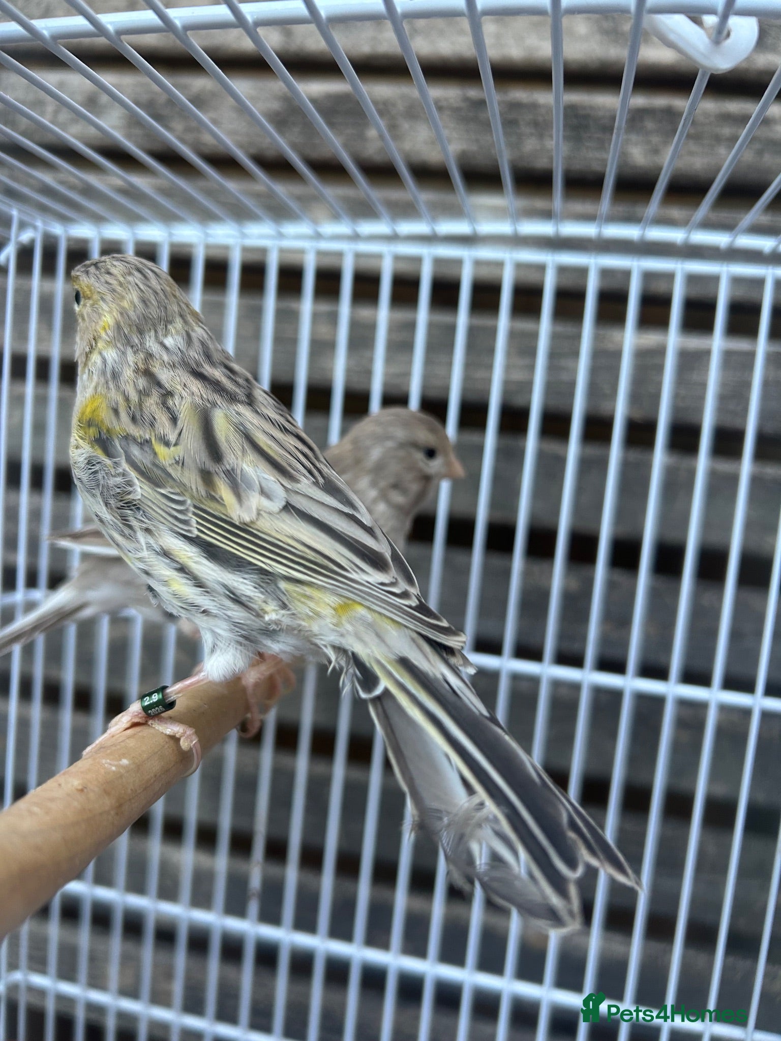 Canaries birds Canerys for sale  - Advert 1