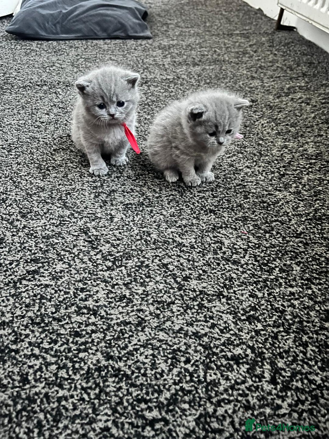 British Shorthair cats for sale: British short hair blue - Advert 9