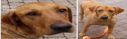 Labrador Retriever dogs for sale: Stunning Red Fox Labs : Health Checked-KC Reg-FTCH - Advert 11