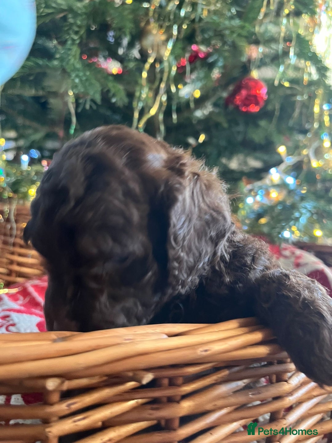 Cockapoo dogs for sale: Beautiful cockapoo puppies - Advert 31