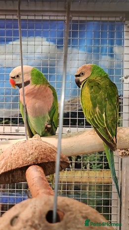 Parrots birds - Advert 5