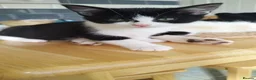 Mixed Breed cats for sale: 4 tuxedo black/white cuties looking for a home - Advert 31