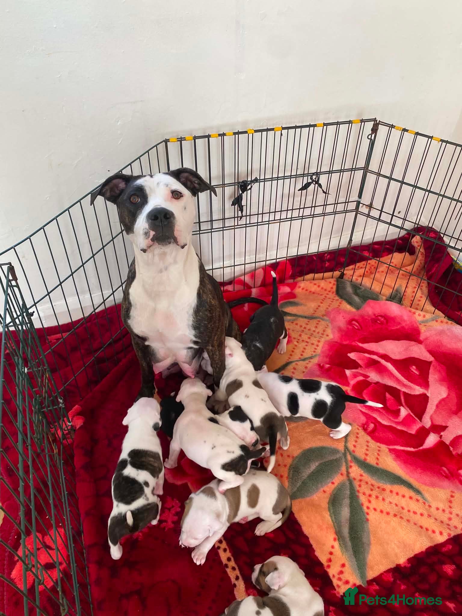 Staffordshire Bull Terrier dogs Adorable Puppies Staffordshire Bull Terrier - Advert 4