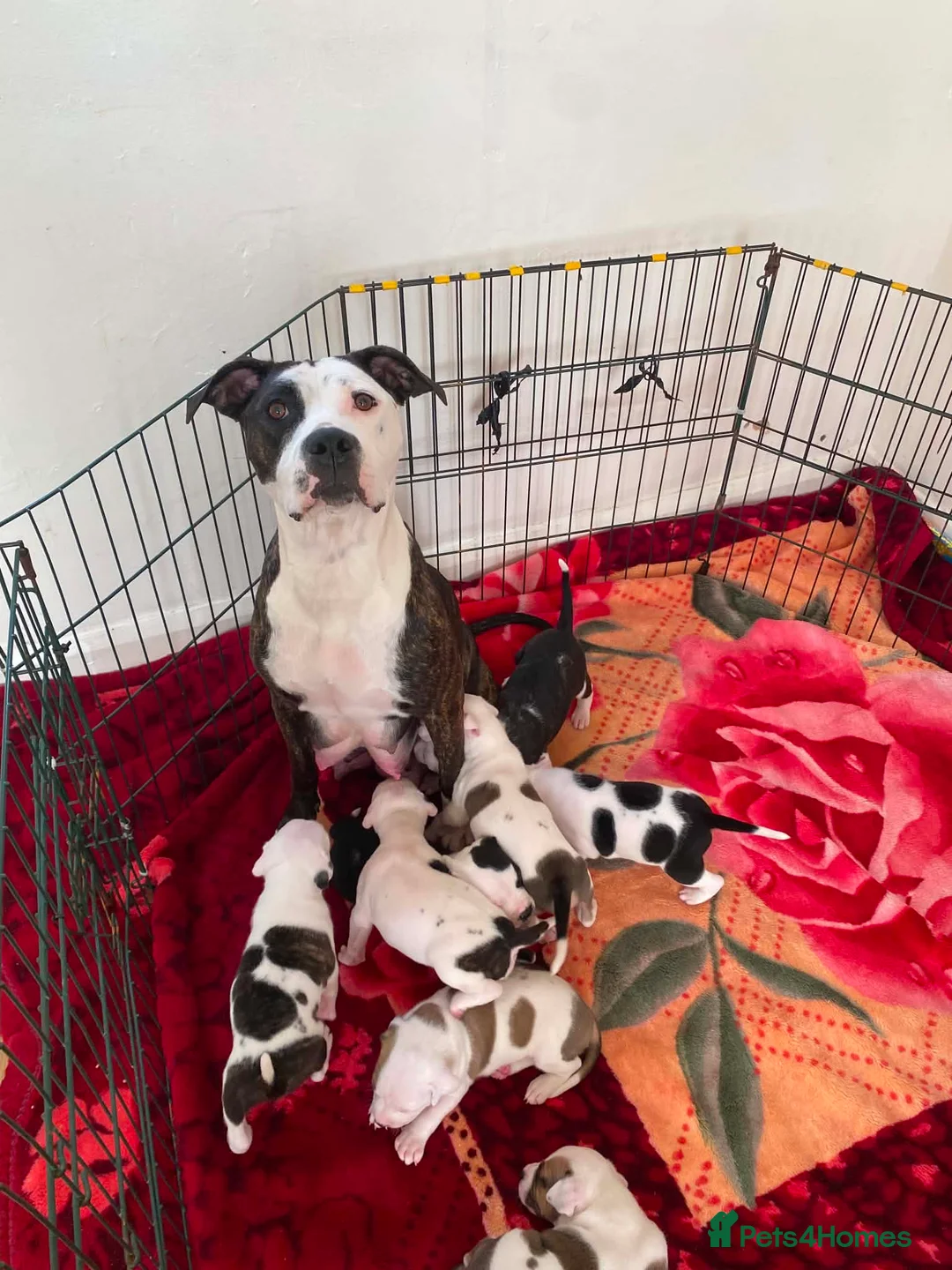 Staffordshire Bull Terrier dogs for sale: Adorable Puppies Staffordshire Bull Terrier - Advert 1