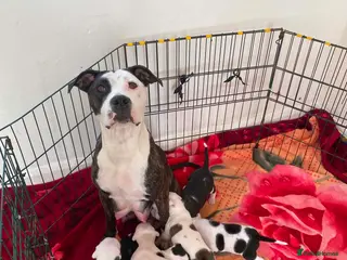 Staffordshire Bull Terrier dogs Adorable Puppies Staffordshire Bull Terrier - Advert 4