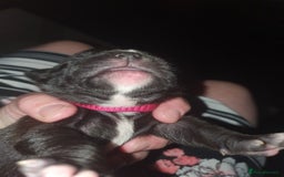 Staffordshire Bull Terrier dogs for sale: Staffordshire Bull Terrior Pups - 9 in total. - Image 6
