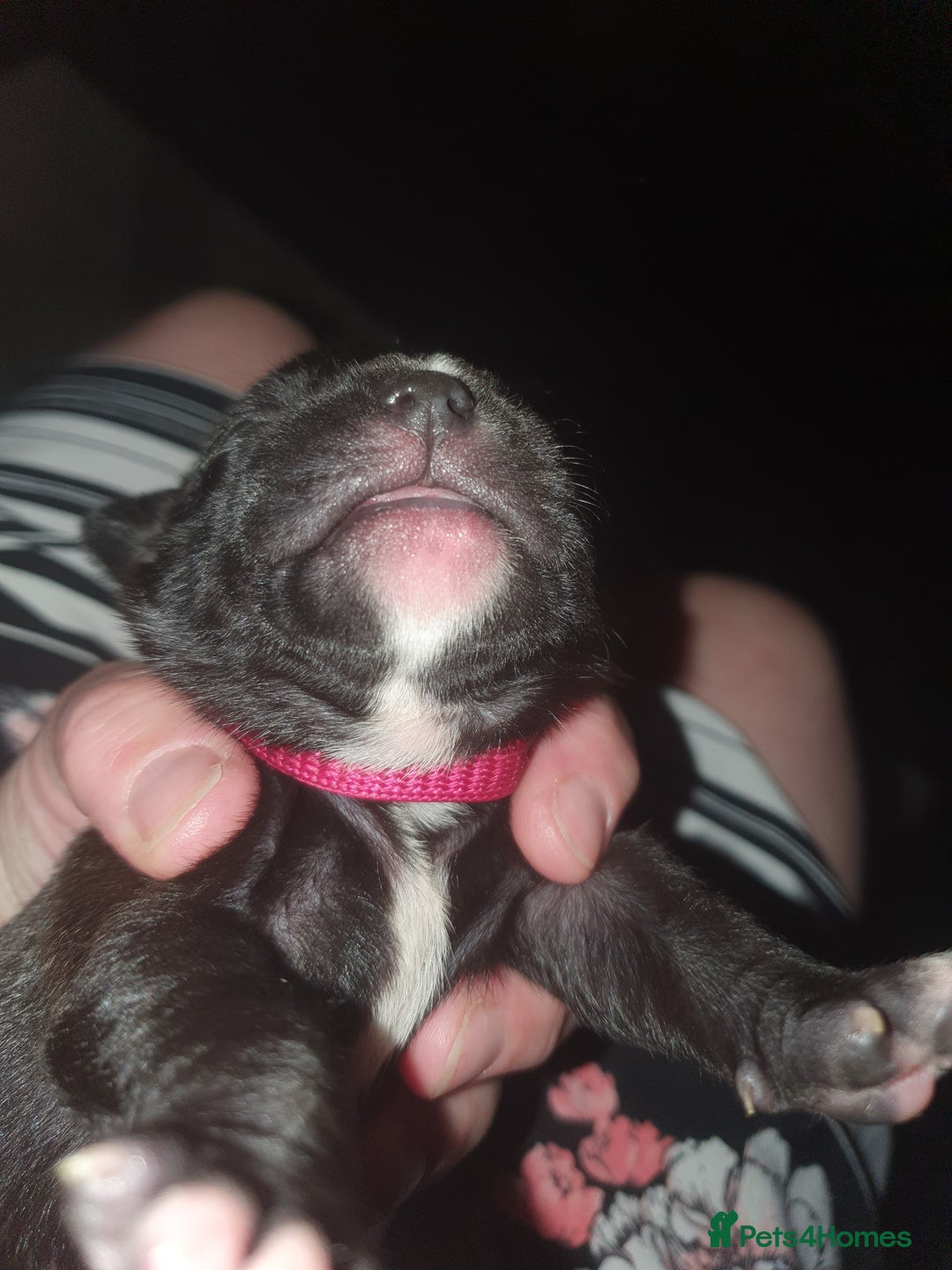 Staffordshire Bull Terrier dogs for sale: Staffordshire Bull Terrior Pups - 9 in total. - Image 6