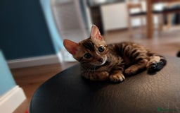 Bengal cats for sale: Stunning pure Bengal Kittens - Image 19