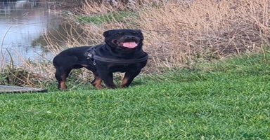 Rottweiler dogs - Advert 8