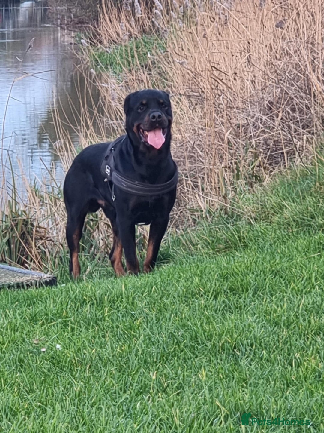 Rottweiler dogs for sale: Pure breed Rottweiler  - Image 2