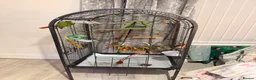 Conures birds for sale: Conure  in Newcastle upon Tyne - Advert 2