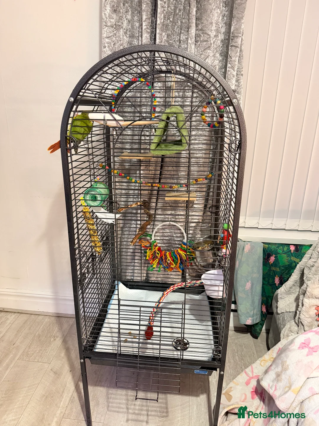 Conures birds for sale: Conure  in Newcastle upon Tyne - Advert 2