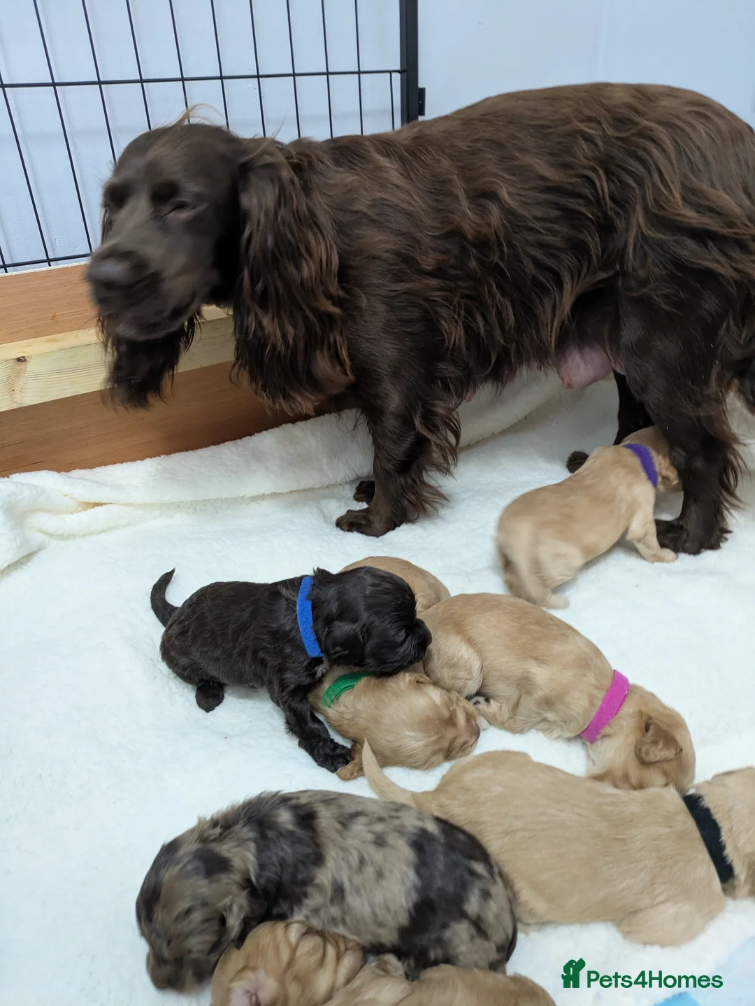 Cockapoo dogs for sale: GORGEOUS F1 COCKAPOOS  - Advert 27