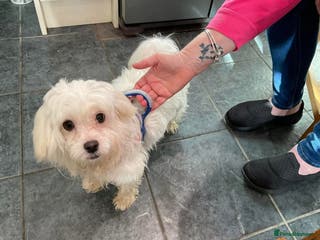 Maltipoo dogs Ruby - Hingham Norfolk - Advert 18
