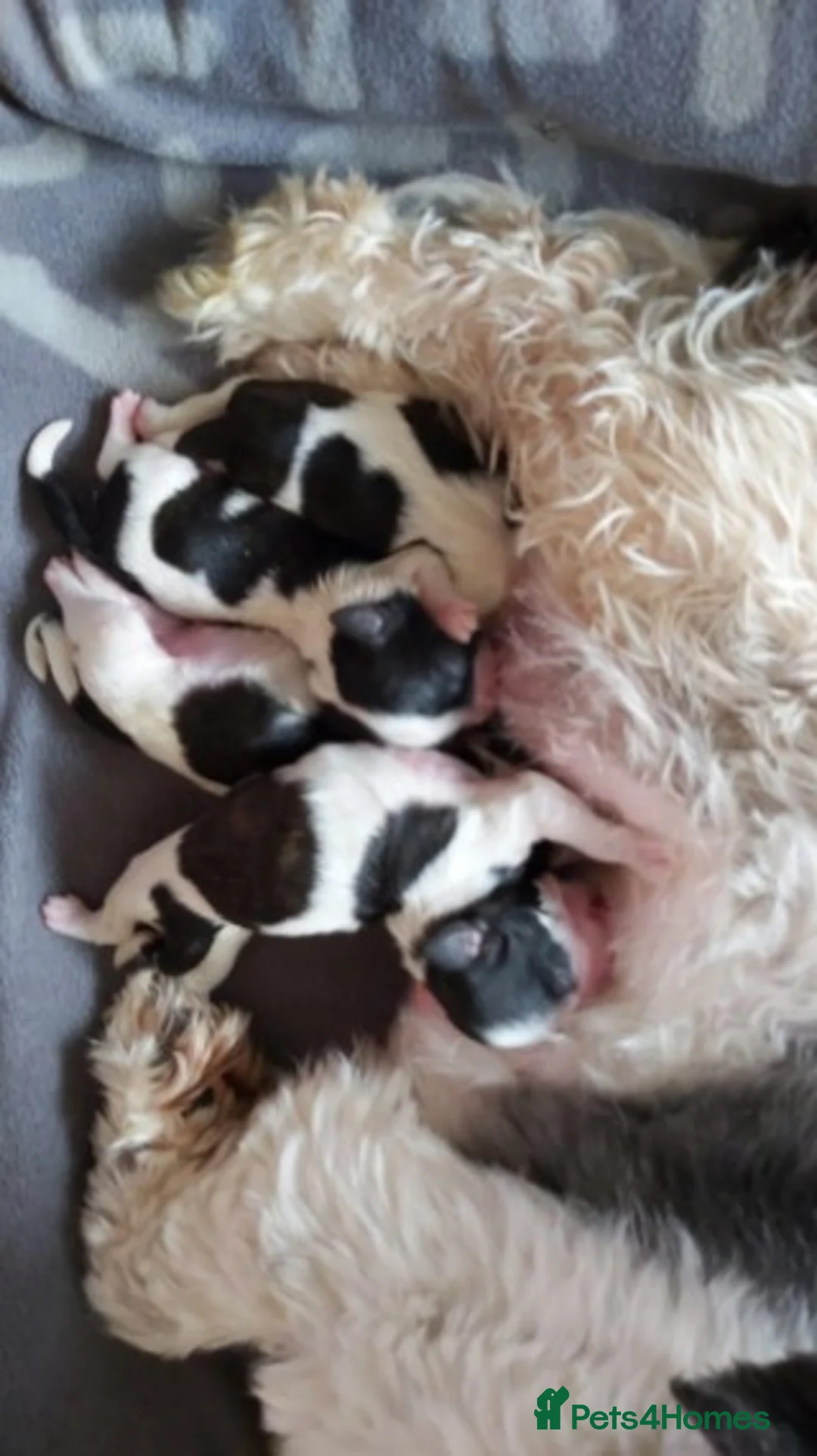 Shih Tzu dogs for stud: KC HARROPINE LUSTY DUSTY FOR STUD ONLY in Bridgend - Advert 37