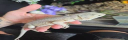 Bearded Dragon reptiles for sale: Whitblit for sale  - Advert 4