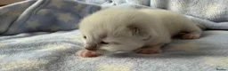 Ragdoll cats for sale: Stunning Ragdoll kittens Blue & Lilac Mitted boys  - Advert 5