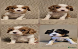 Cavalier King Charles Spaniel dogs for sale: Gorgeous KC Reg Cavalier Puppies  - Image 1