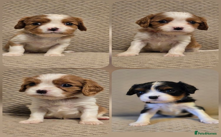 Cavalier King Charles Spaniel dogs - Advert 1