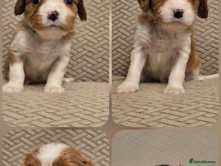 Cavalier King Charles Spaniel dogs - Advert 1