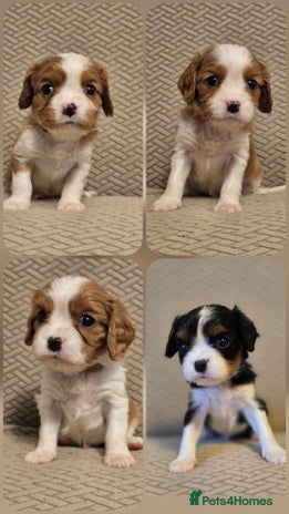 Cavalier King Charles Spaniel dogs - Advert 11