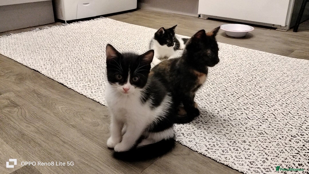 Domestic Shorthair cats for sale: Kittens  - Advert 2