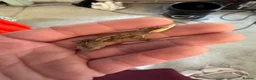 Gecko reptiles for sale: Mixed crested geckos  - Advert 3