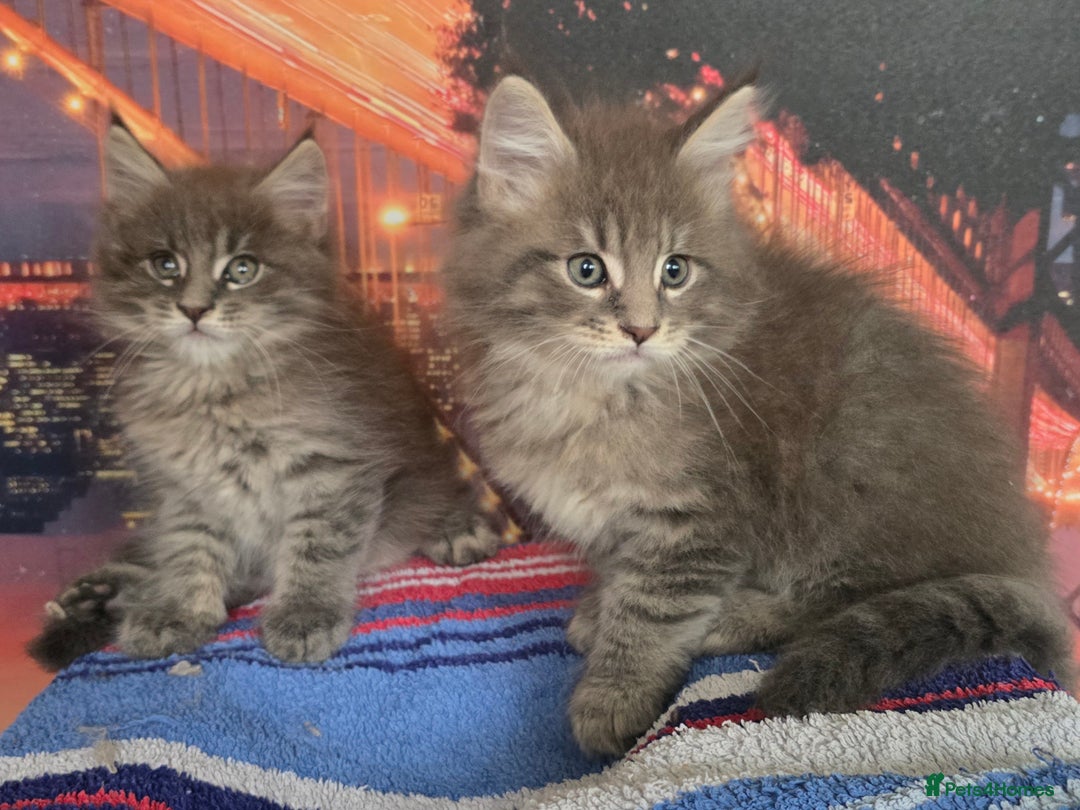 Maine Coon cats for sale: Maine coon kittens ready for reservation - Image 7