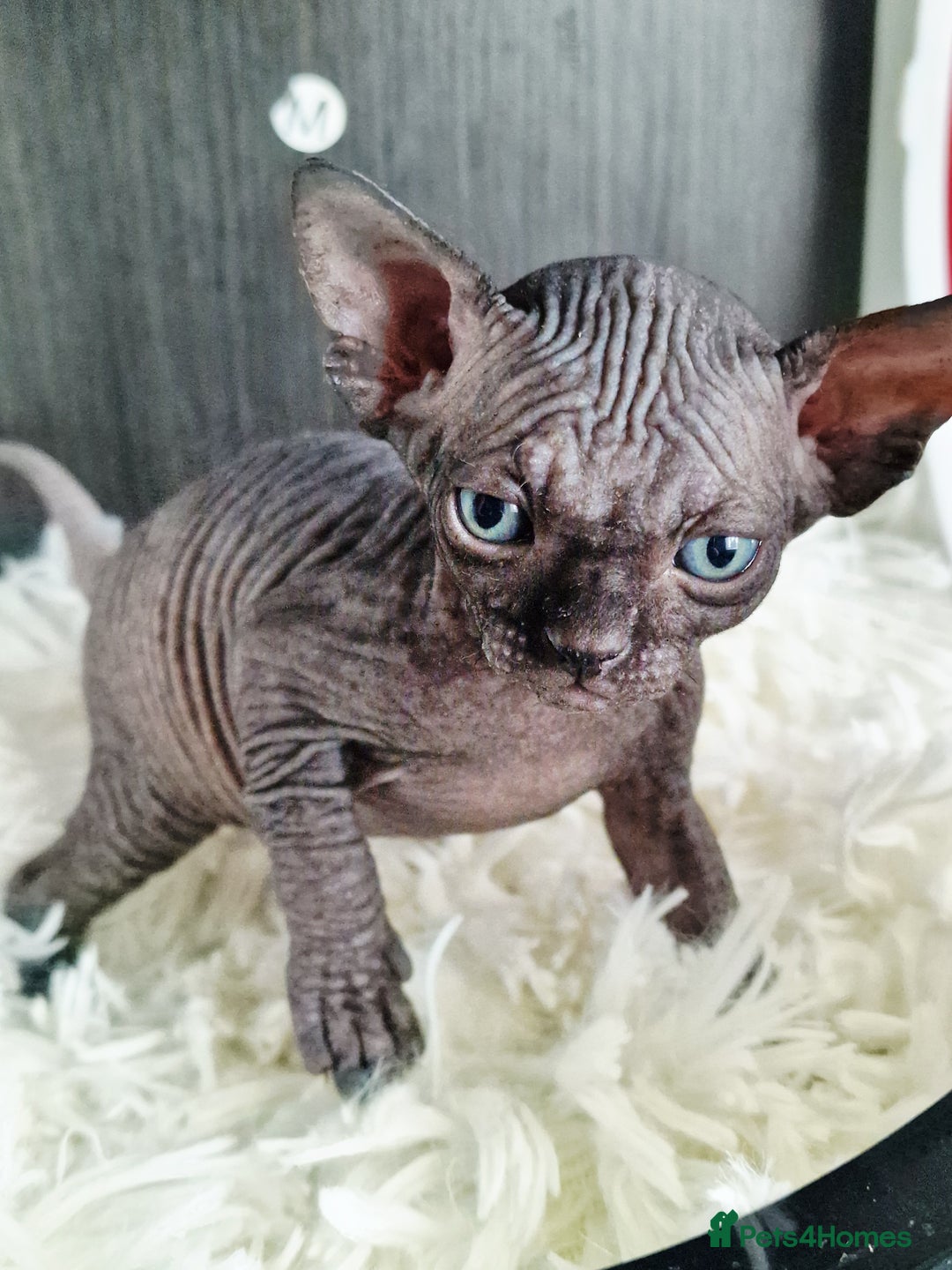 Sphynx cats for sale: Baby sphynx ready for reservation  - Image 9