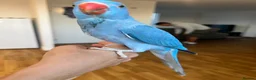 Ringnecks birds for sale: Hand reared indian ringneck babies - Advert 5