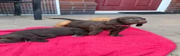 Sprocker dogs for sale: Sprocker spaniel puppies health tested parentage in Lytham Saint Annes - Advert 28