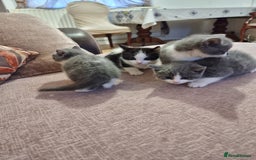 British Shorthair cats for sale: 4 mixed british short-hair kitten for sale - Image 3