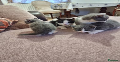 British Shorthair cats - Advert 15