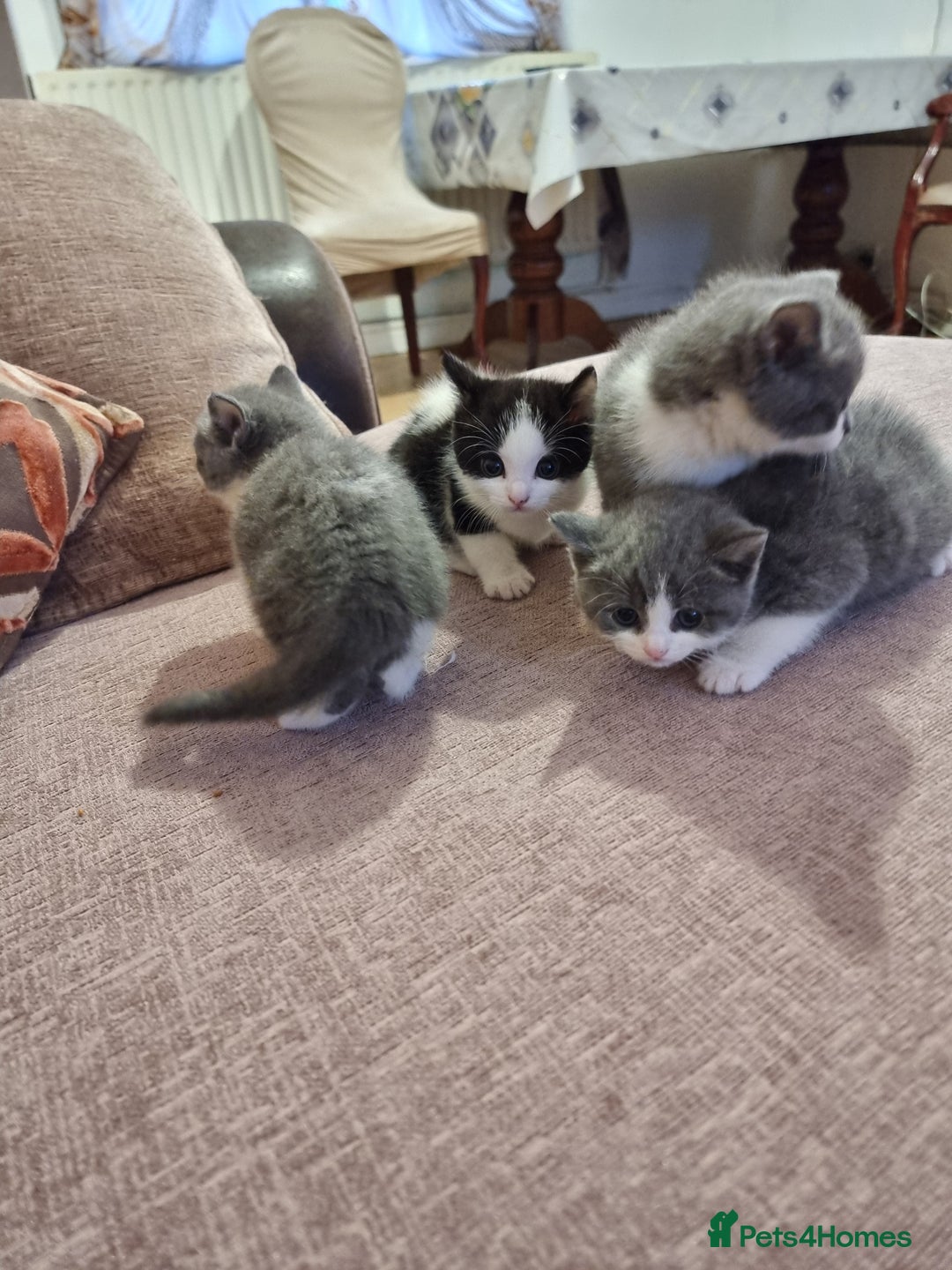 British Shorthair cats for sale: 4 mixed british short-hair kitten for sale - Image 3