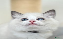 Ragdoll cats for sale: Beautiful Ragdoll girls - ready to reserve now! - Image 16