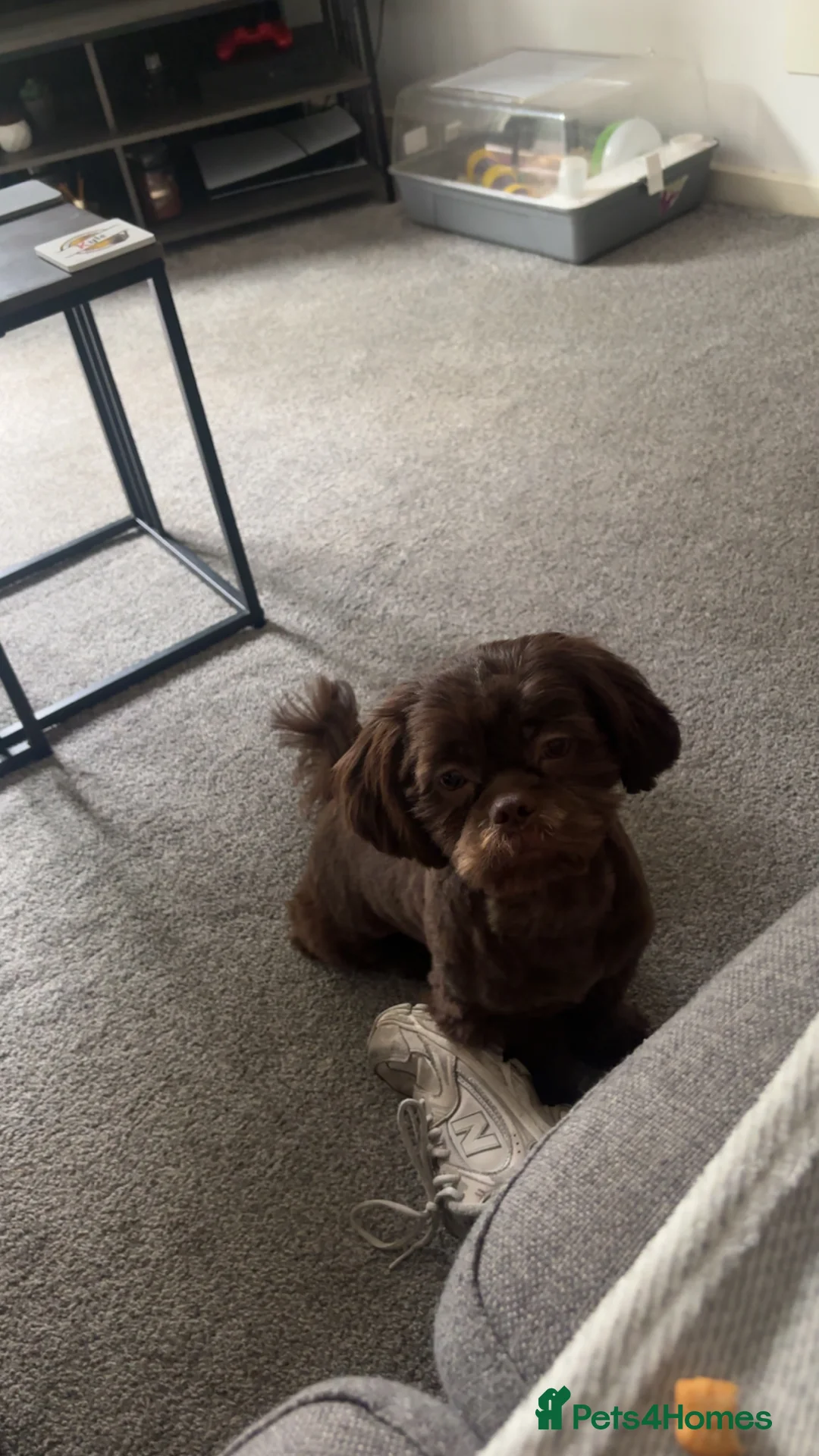 Shih Tzu dogs for stud: Brown Shih Tzu Stud Available - Advert 7