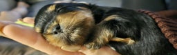 Yorkshire Terrier dogs for sale: Tiny Yorkshire Terrier with one boy merle - Advert 24