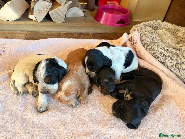 Cocker Spaniel dogs for sale: STUNNING WORKING COCKER SPANIEL PUPS - Advert 6