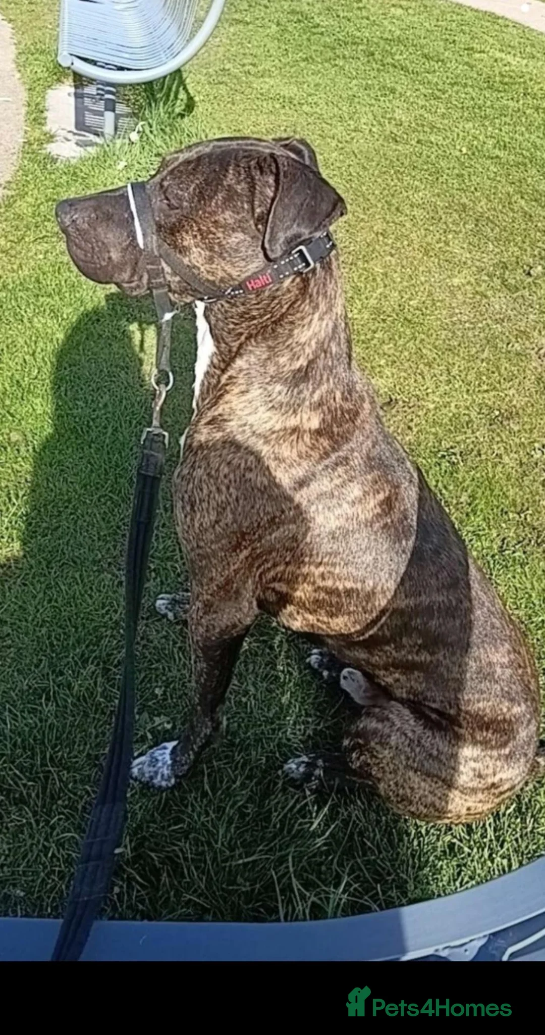 Mixed Breed dogs for stud: Aluant mastiff in Inverness - Advert 2