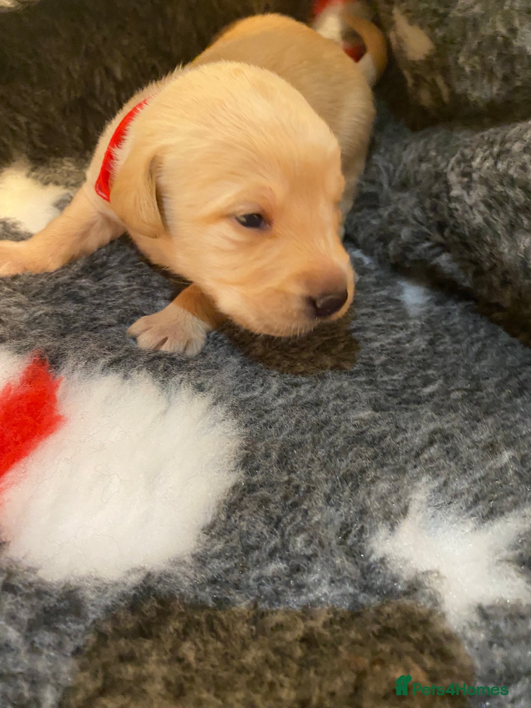 Labrador Retriever dogs for sale: Black and yellow Labrador puppies  - Advert 14