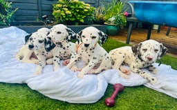Dalmatian dogs for sale: *Ready for loving homes now* Dalmatian puppies - Image 12