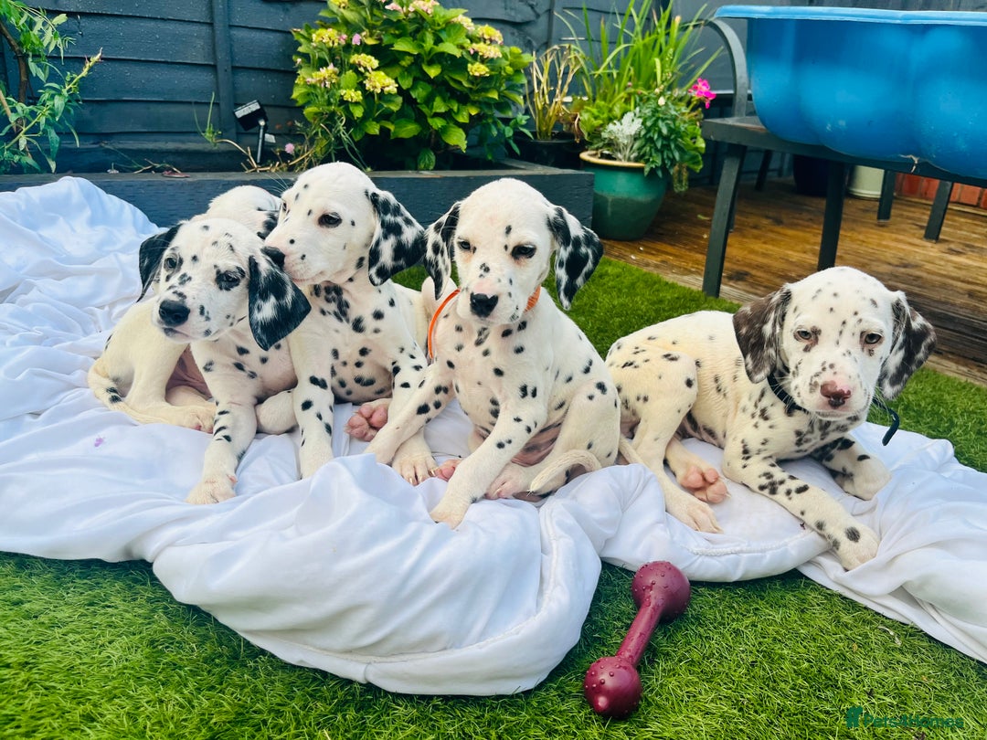 Dalmatian dogs for sale: *Ready for loving homes now* Dalmatian puppies - Image 12