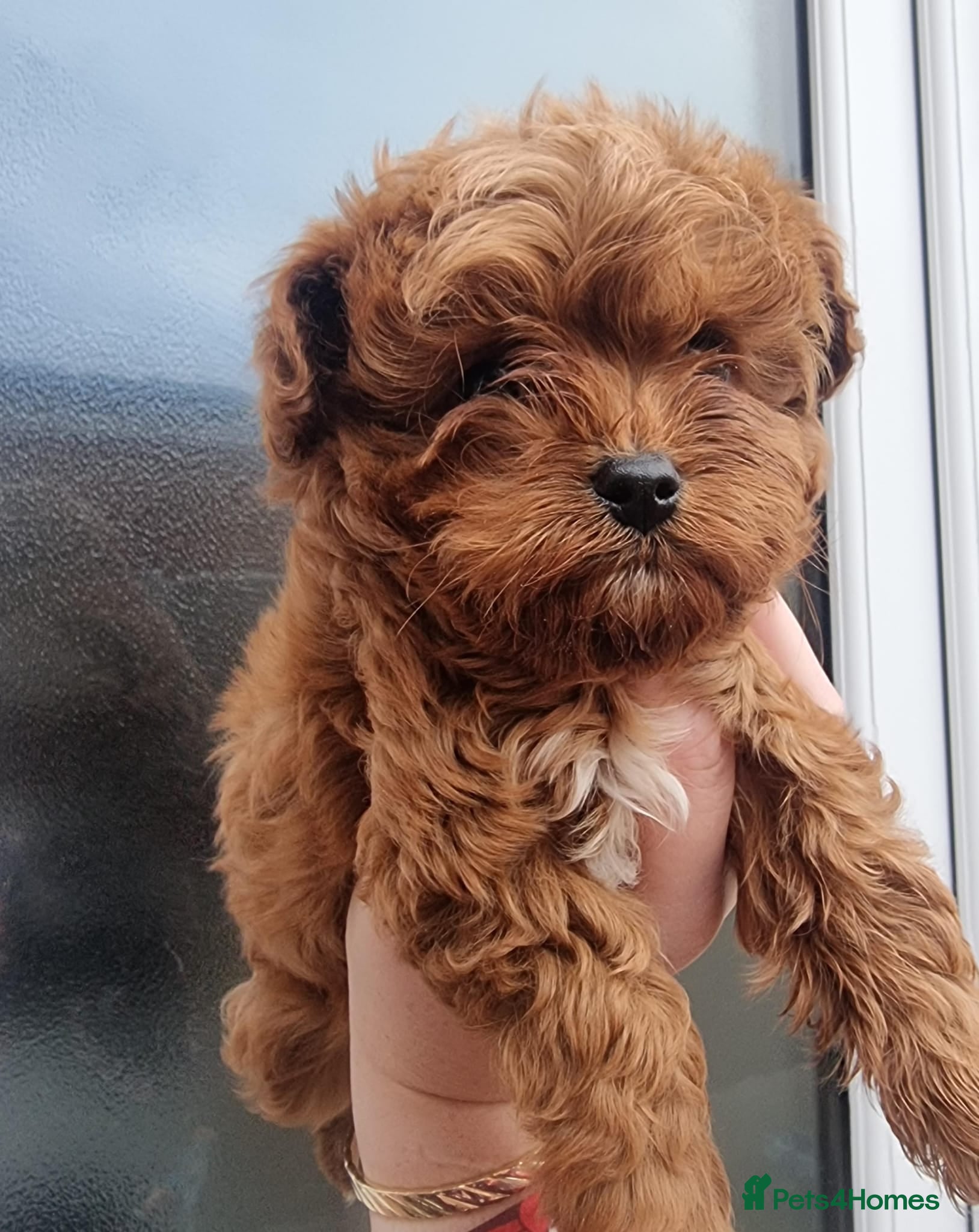 Cavapoo dogs Health tested cavapoo - Advert 5