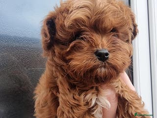 Cavapoo dogs Health tested cavapoo - Advert 8