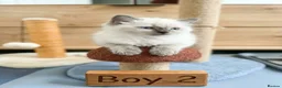 Ragdoll cats for sale: Beautifull Ragdoll kittens - Advert 10