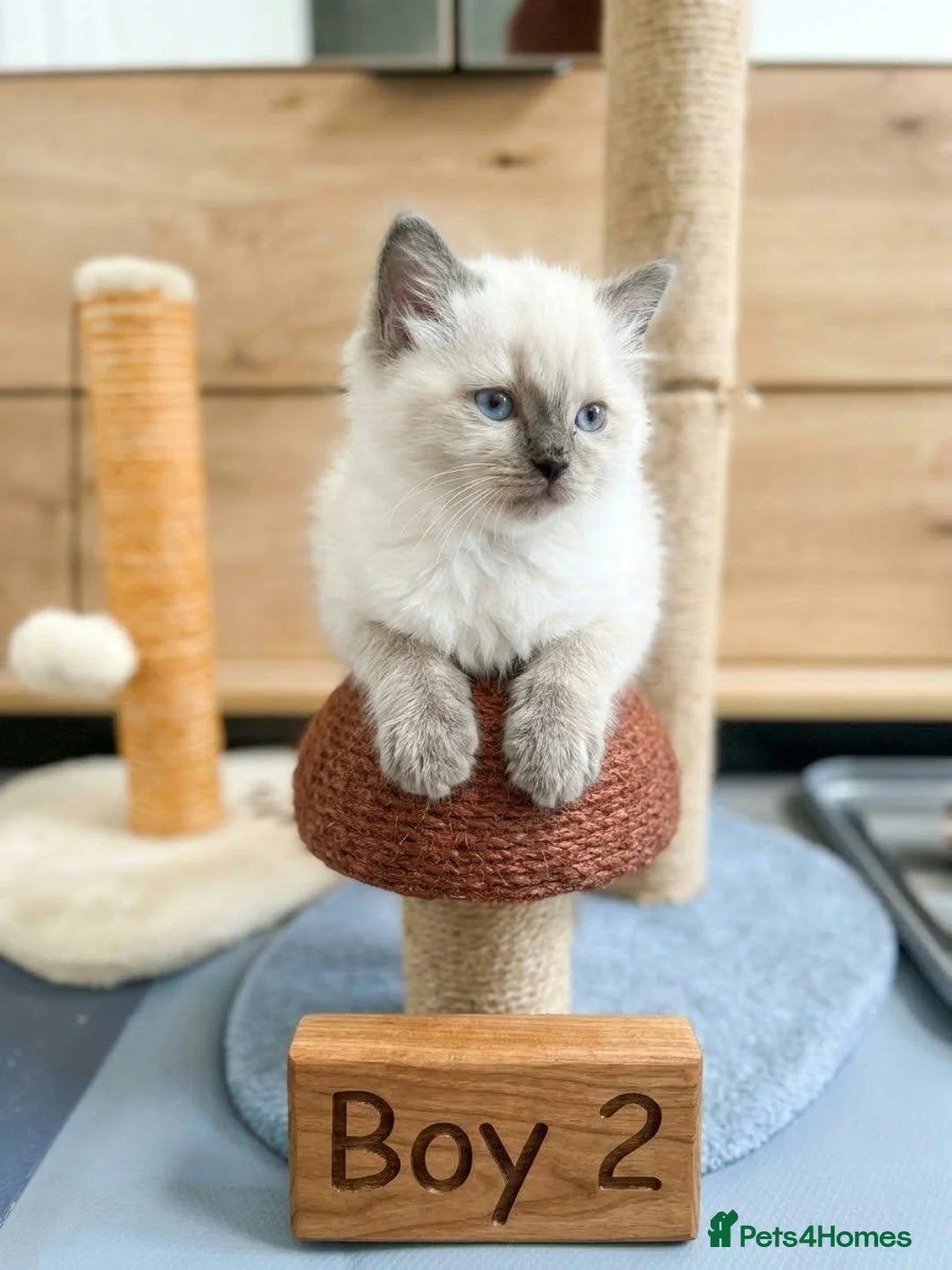 Ragdoll cats for sale: Beautifull Ragdoll kittens - Advert 10