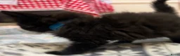 Mixed Breed cats for sale: 5 fluffy kittens looking for their forever homes  - Advert 14