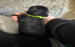 Goldador dogs for sale: Goldador Black & Golden Pups - Pets / Therapy - Image 4