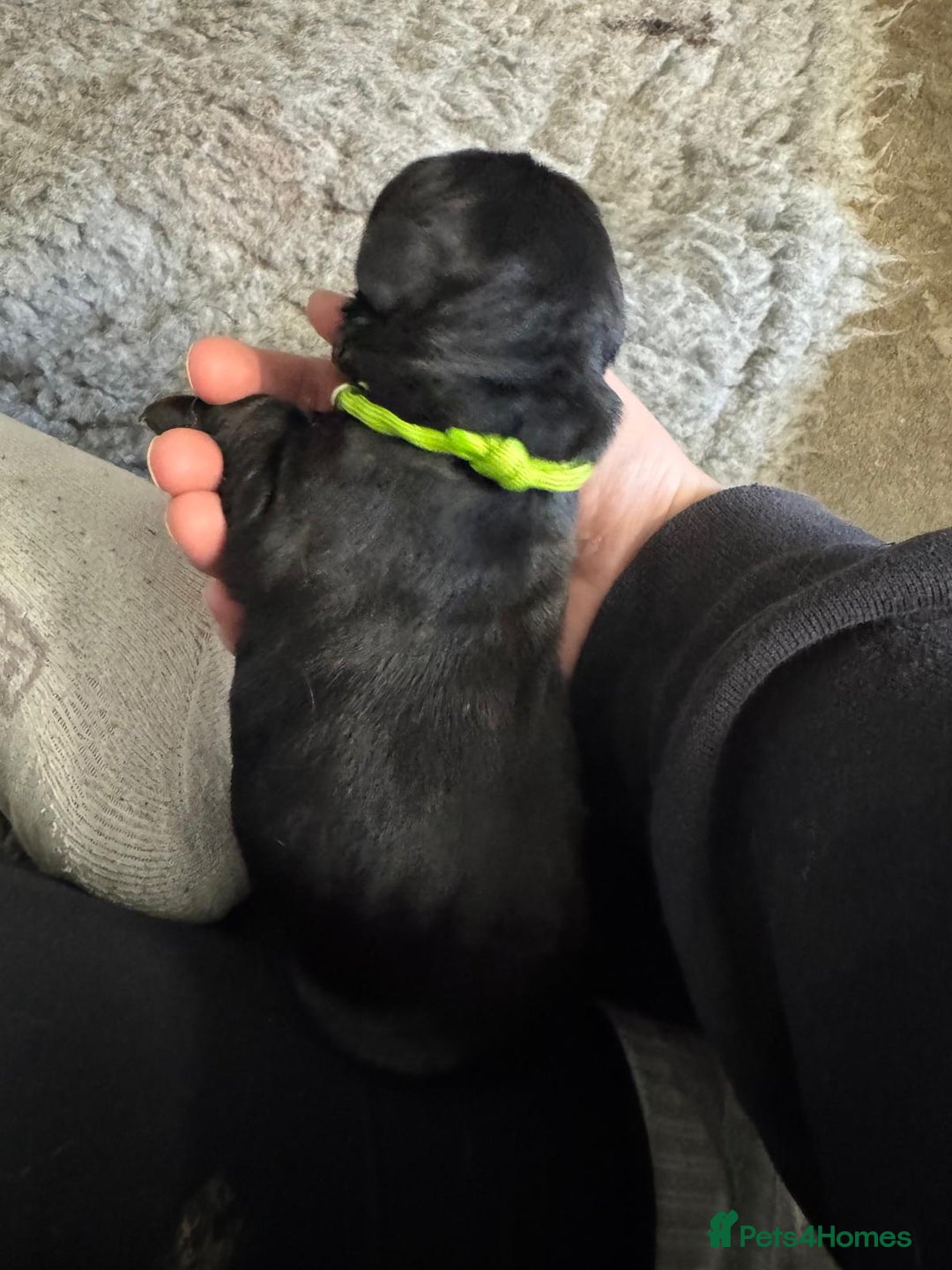 Goldador dogs for sale: Goldador Black & Golden Pups - Pets / Therapy - Image 4